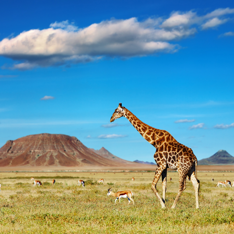 특급 아프리카 / 두바이(4박) 16일