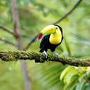 코스타리카 6일