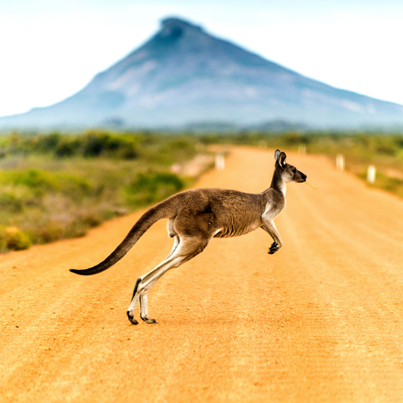 뉴질랜드 호주 11일