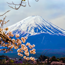 동경 (하코네) 4일