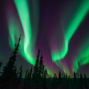 알래스카 크루즈 글레이셔 베이 포함!