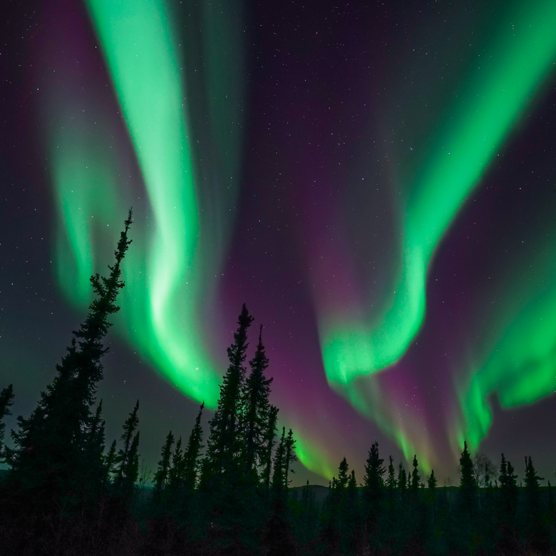 알래스카 크루즈 글레이셔 베이 포함!