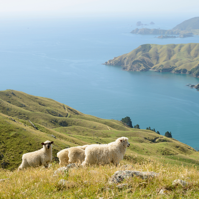 호주/뉴질랜드 크루즈 투어 14일