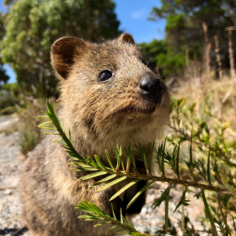 뉴질랜드 호주 11일