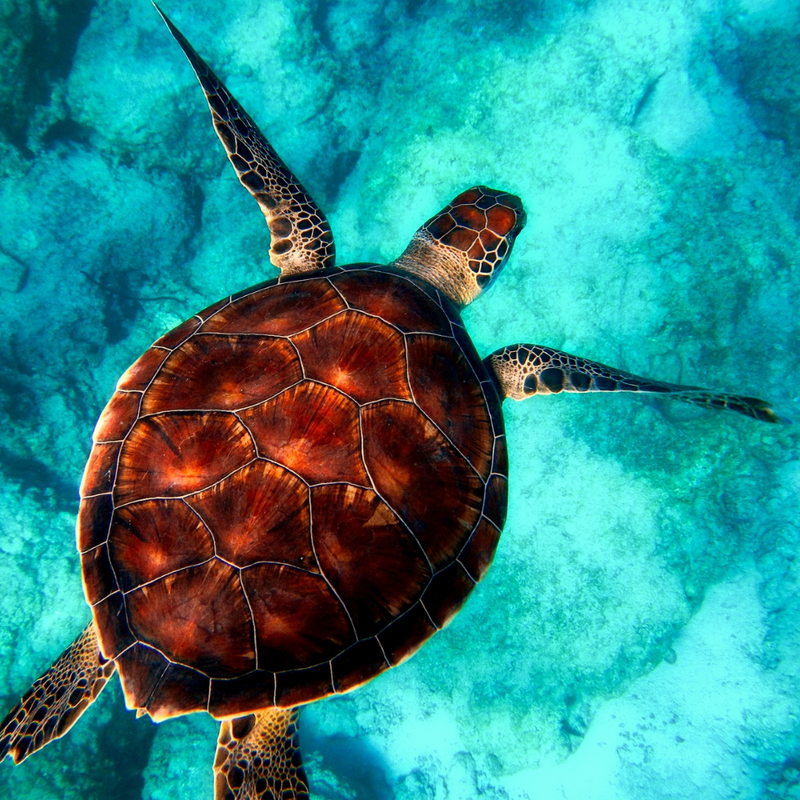 이스턴 캐리비안 9일 크루즈 (알루어)