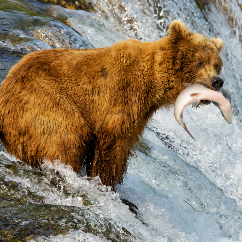 프린세스 로얄을 타고 떠나는 알래스카 크루즈