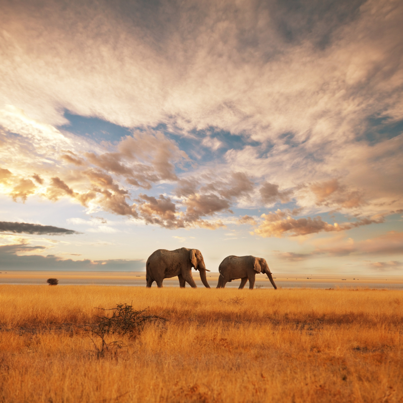 특급 아프리카 / 두바이(4박) 16일