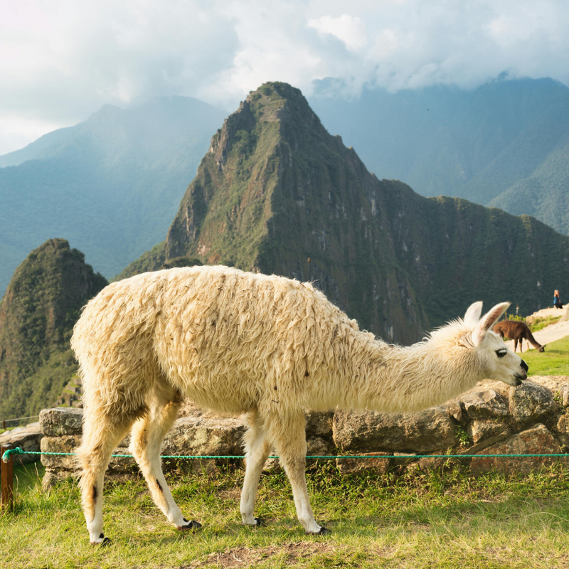 남미일주 5개국 16일