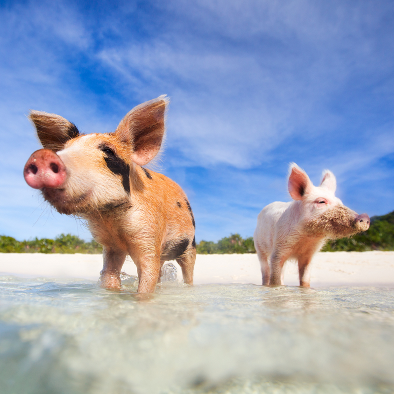 이스턴 캐리비안 9일 크루즈 (알루어)