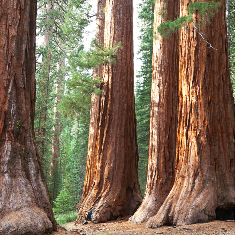 캘리포니아 드림