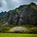 하와이크루즈 17일 (LA출발-왕복)