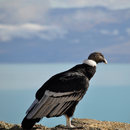 파타고니아 10일