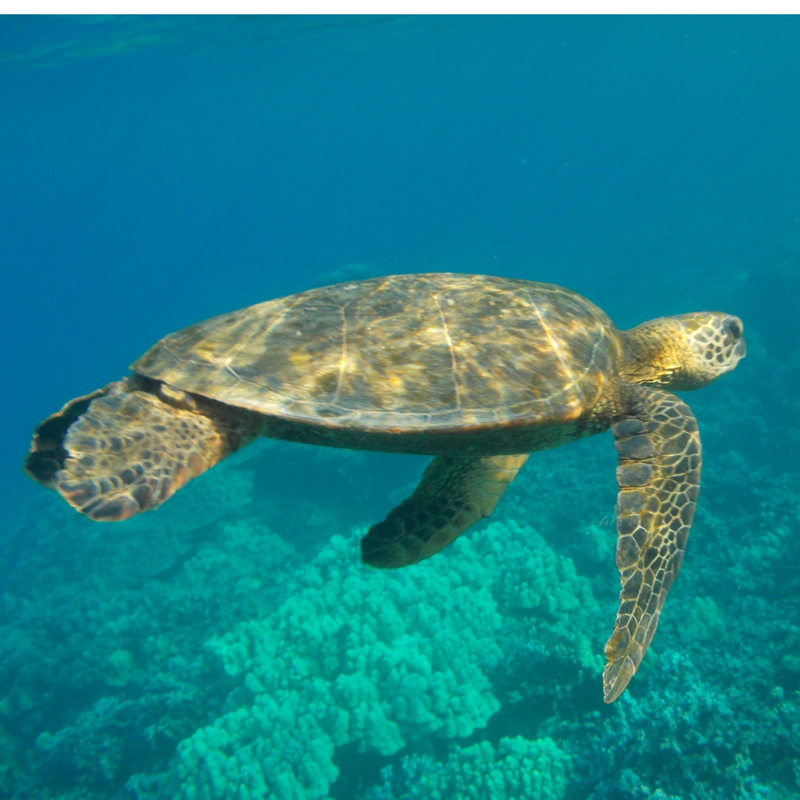 하와이 일주 크루즈 8일